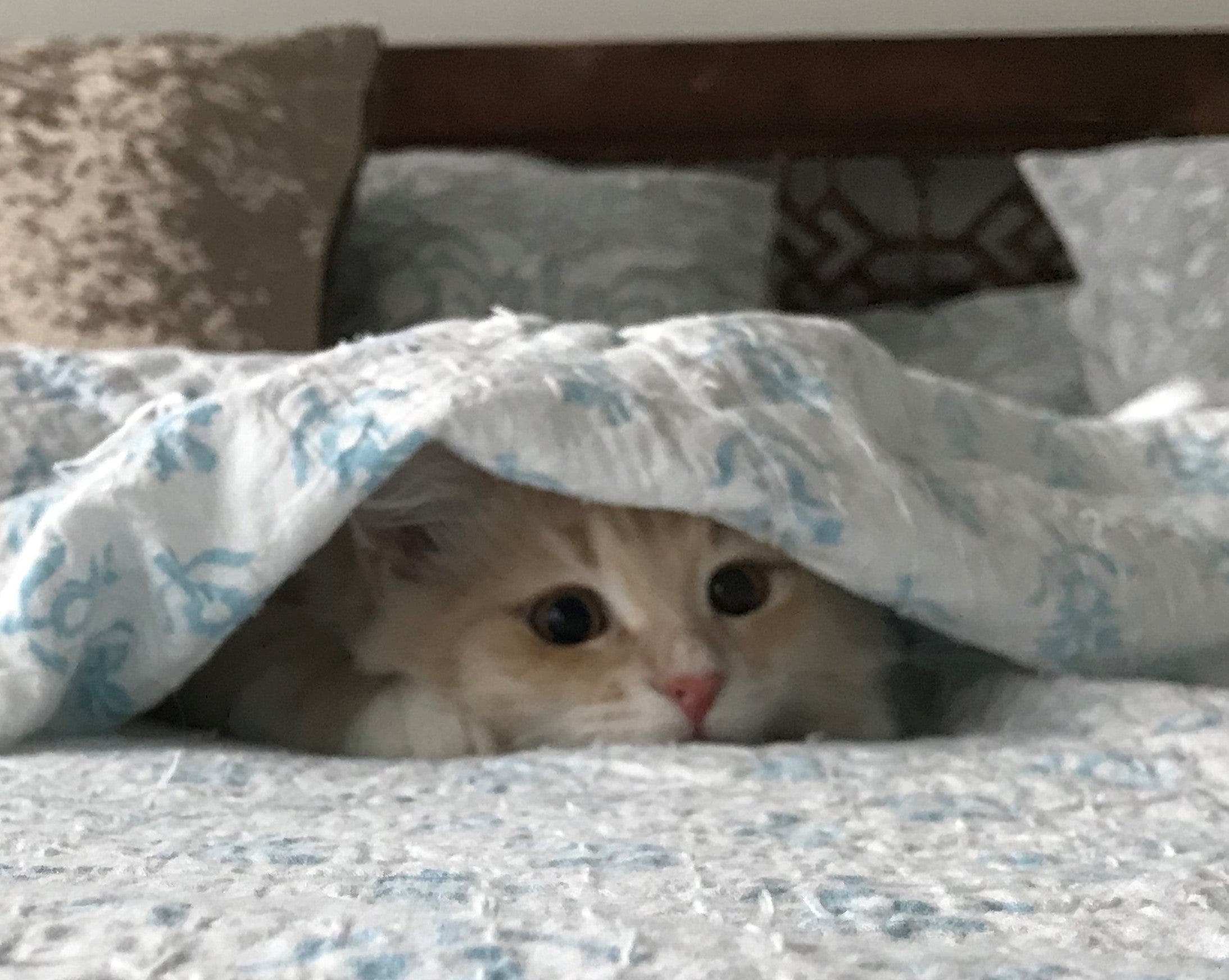 Cute Caturday Cat Larry peaking our from bed covers