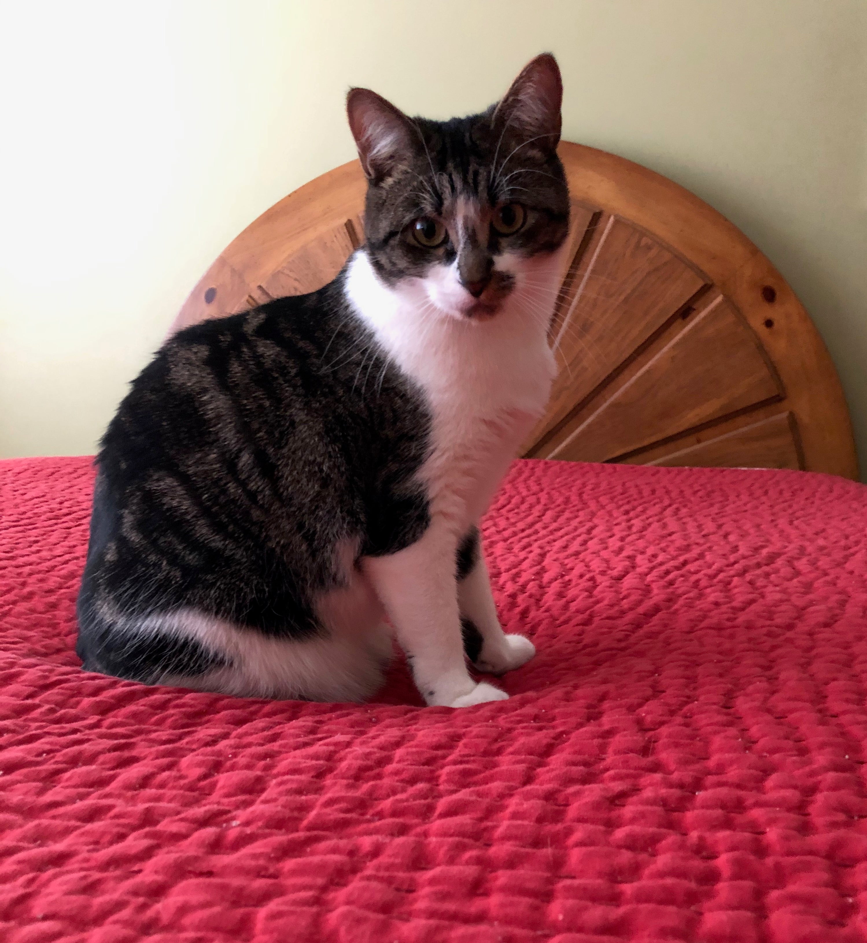 Grey and white Caturday cat Lily looking cute 