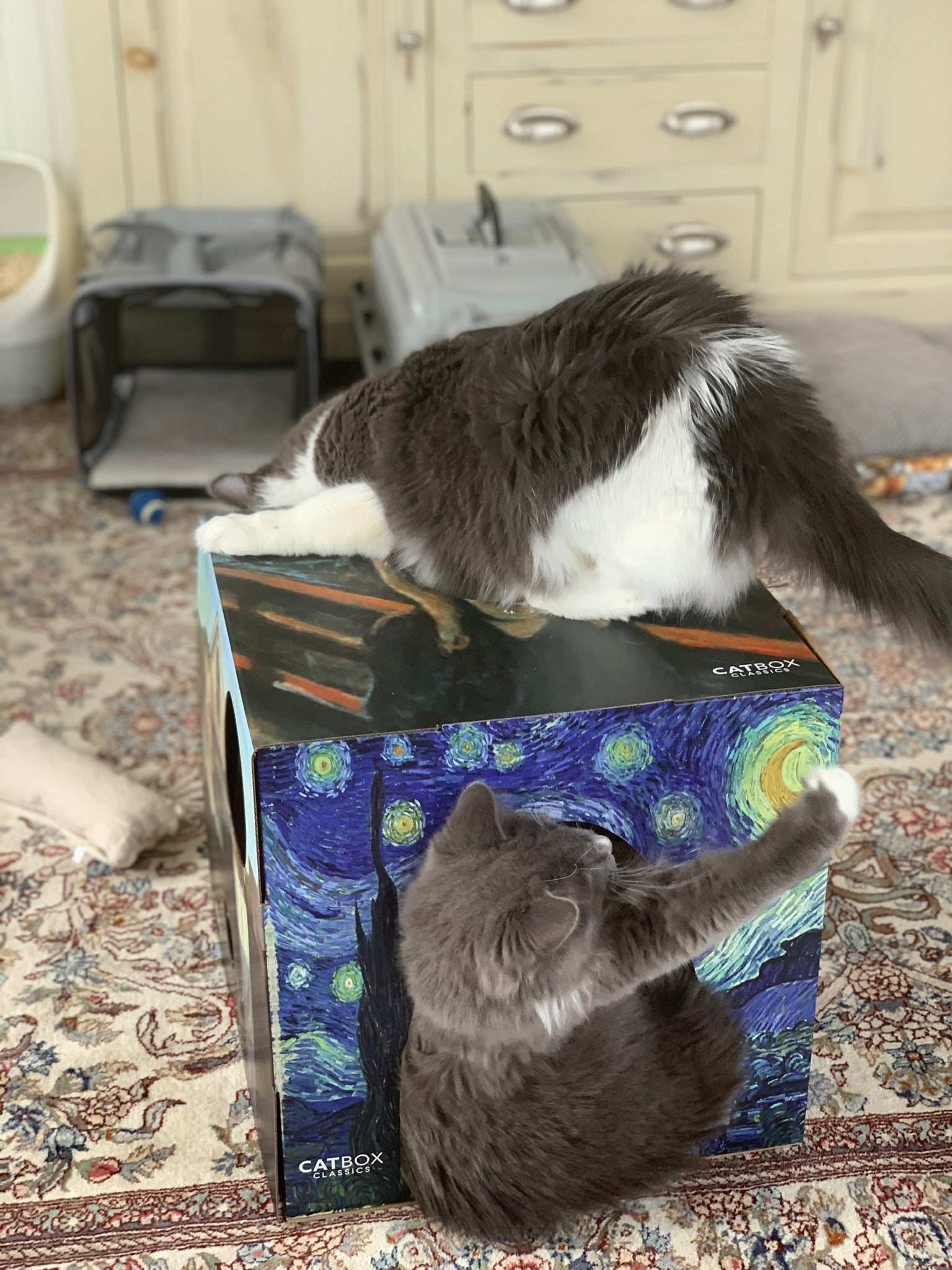 Caturday Cat Betty relaxing on a blue yoga mat