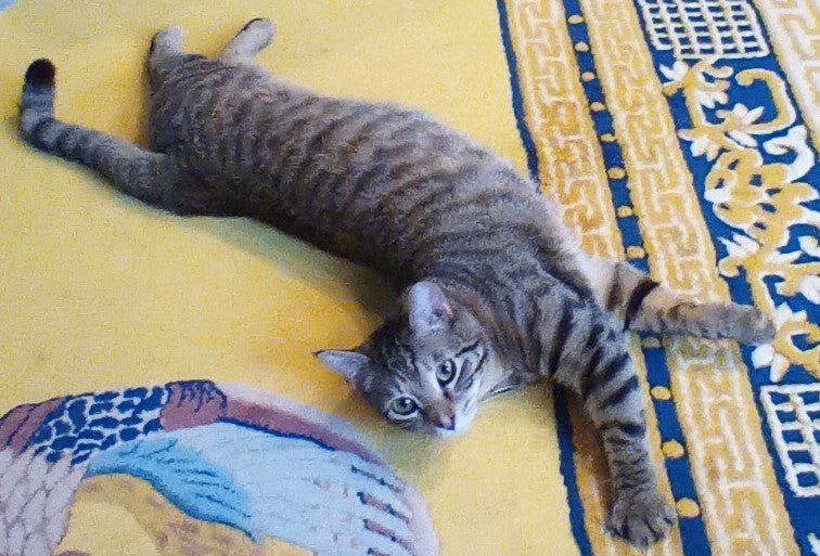 Caturday Cat Tina Modotti stretched out on a yellow rug