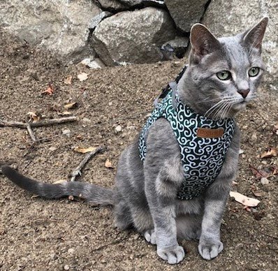 Caturday Cat Betty outside in a harness