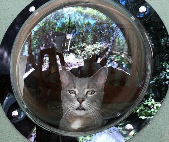 Caturday Cat Betty looking our her personal porthole