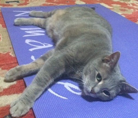 Caturday Cat Betty relaxing on a blue yoga mat