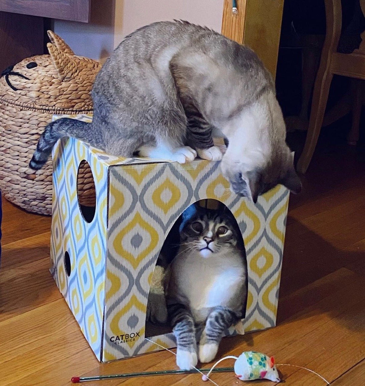 Two cats playing on Meow Yellow Cardboard Cat House