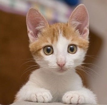 Cute kitten looking ready to play