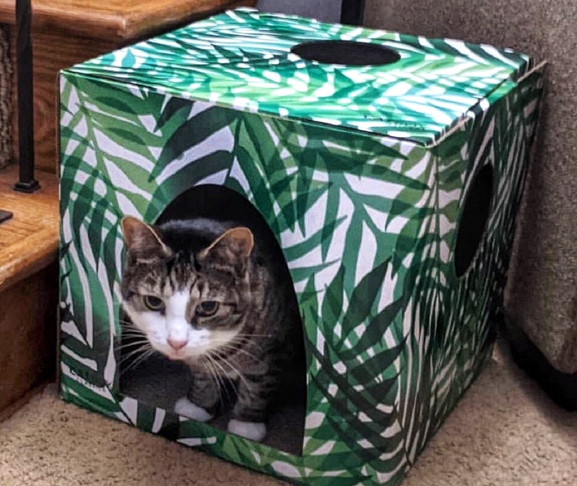 Cat using Kitty jungle cardboard cat house