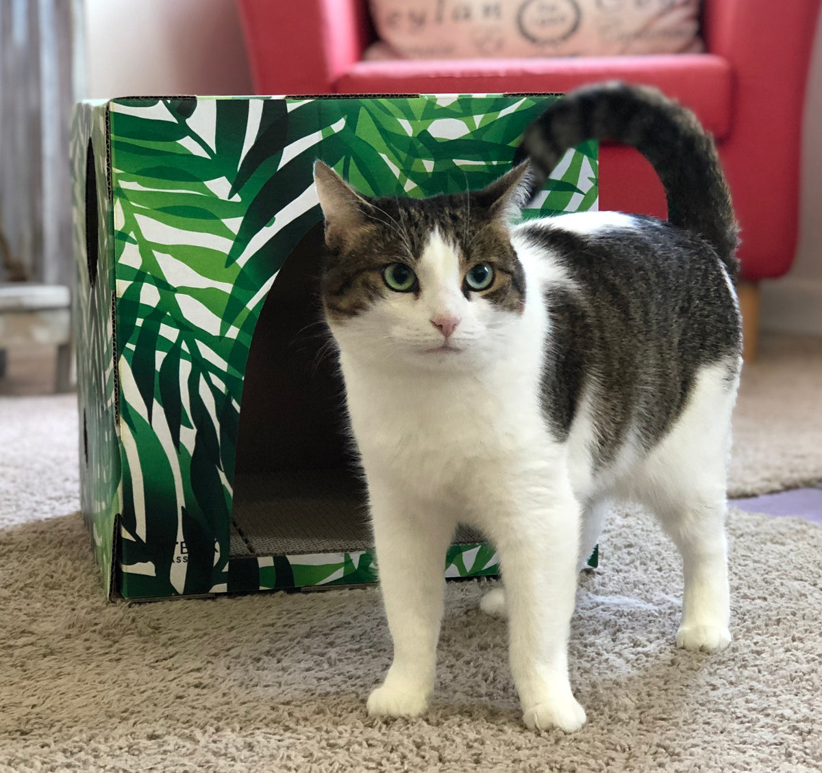 Grey and white cat standing in front of Kitty Jungle Cardboard Cat House