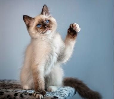 Black and white cat with its paw raised