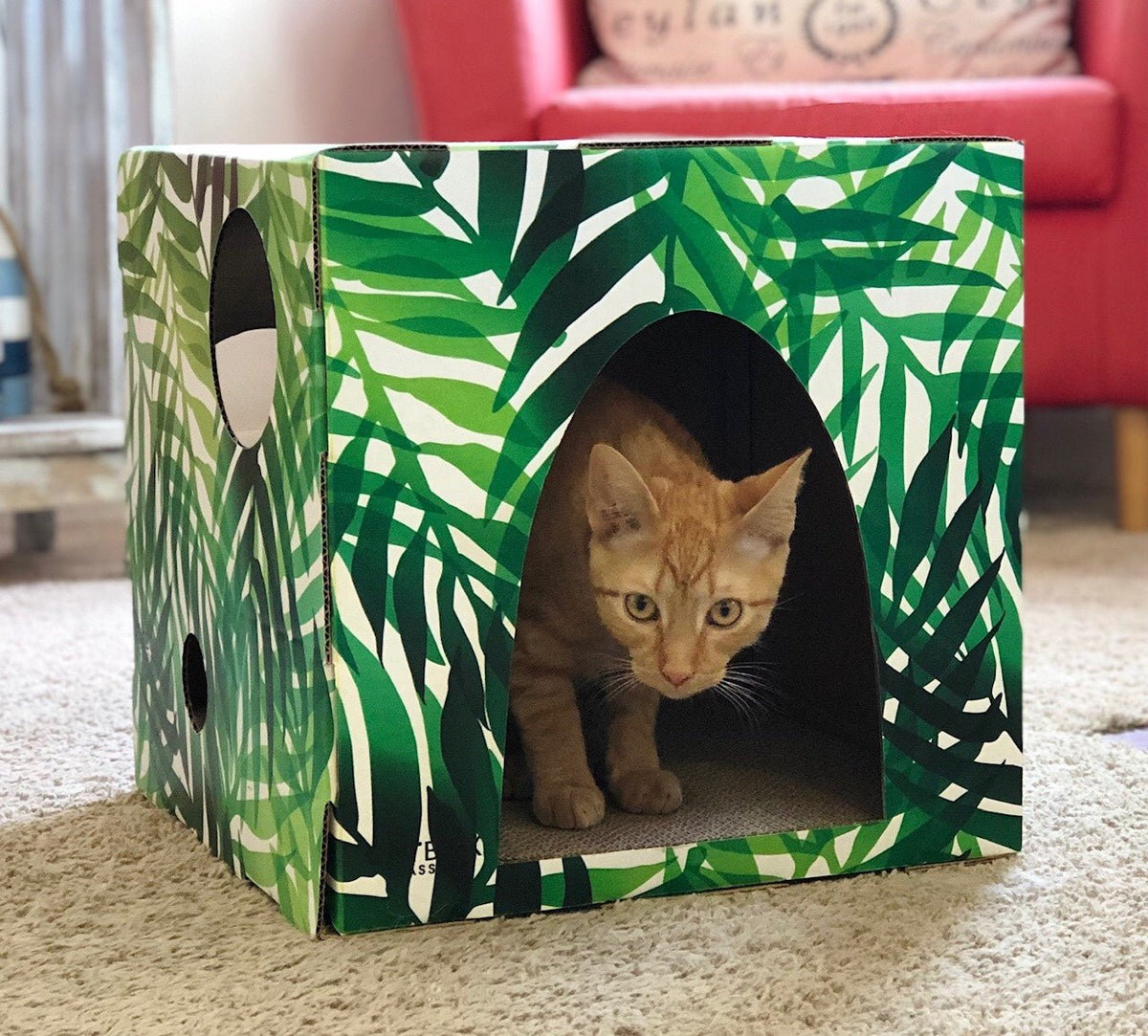 Orange tabby cat crouched in entrance to Kitty jungle cardboard cat house