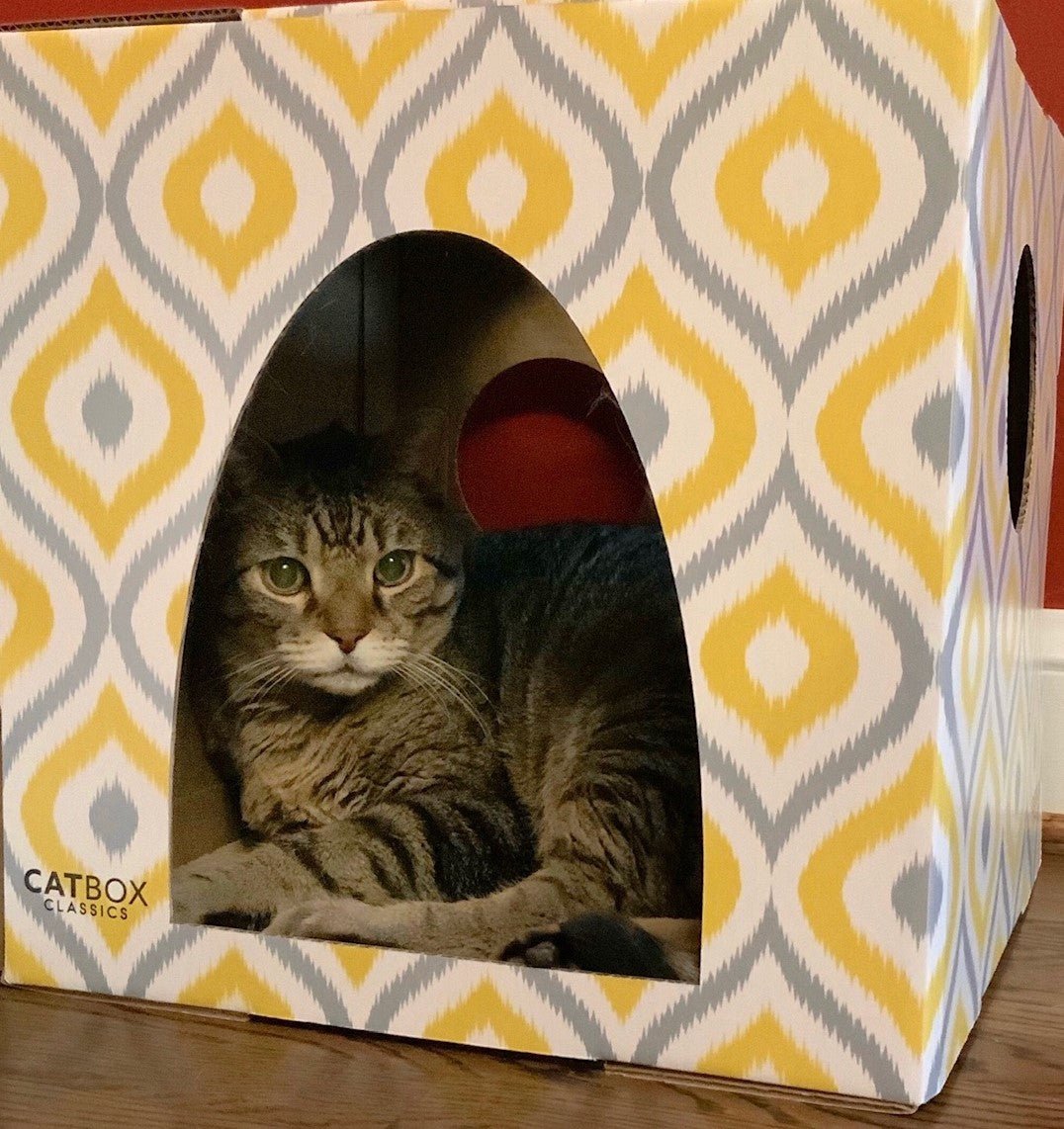 Cute cat curled up in the Meow Yellow Cardboard Cat House