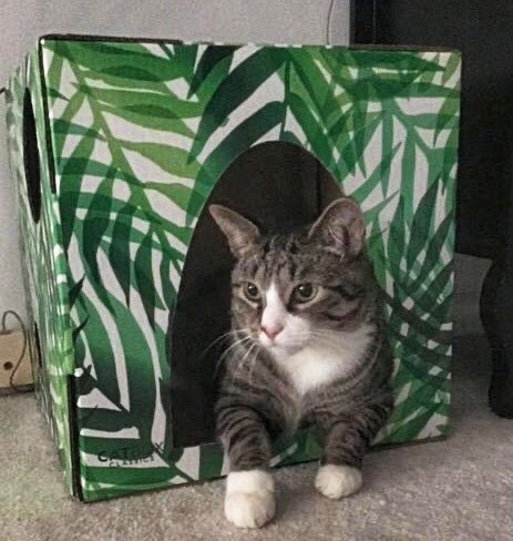 Cute cat laying inside the Kitty Jungle Cardboard Cat House