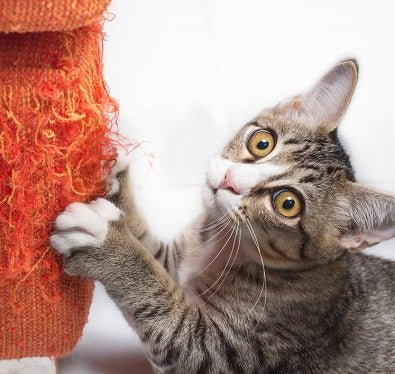 Cat scratching red fabric