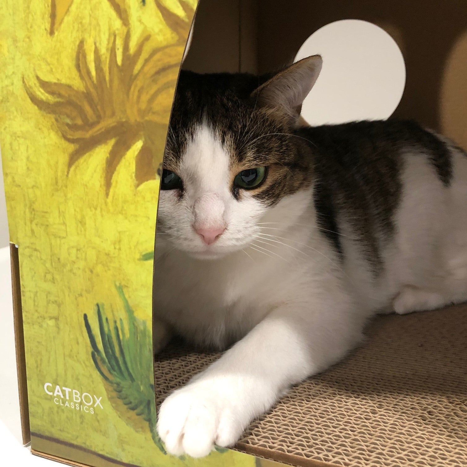 Green eyes cat scratching the bottom of the meow masterpieces cardboard cat house