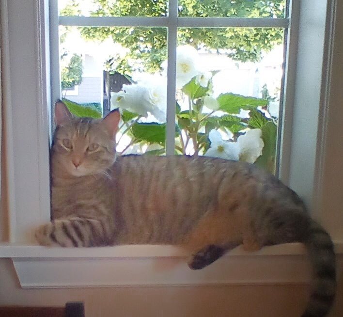 Caturday cat Tina Modotti resting on a window sill