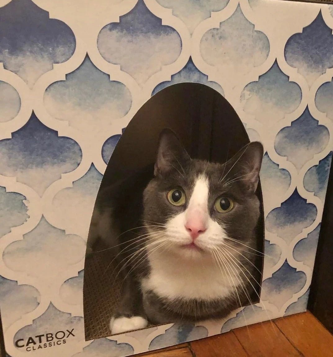 Beautiful tuxedo cat inside Purrfect Oasis Cardboard Cat House