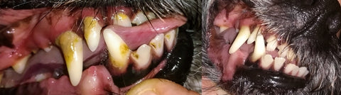 DentaClean Zahnreinigung für Hunde