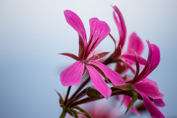 Rose Geranium