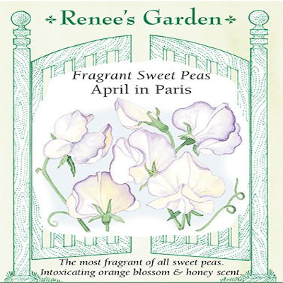 Sweet Pea April In Paris Scented Cedar Creek Gardens