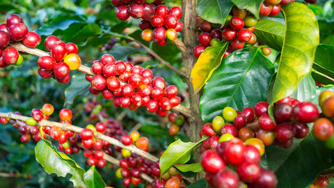 Arabica Coffee Beans