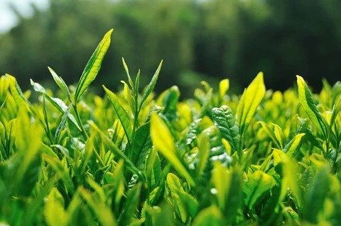 Plantation de thé vert 