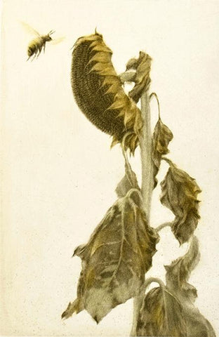 Mikio Watanabe's 'Fin D'été.' Color mezzotint of a drooping sunflower and a bee.