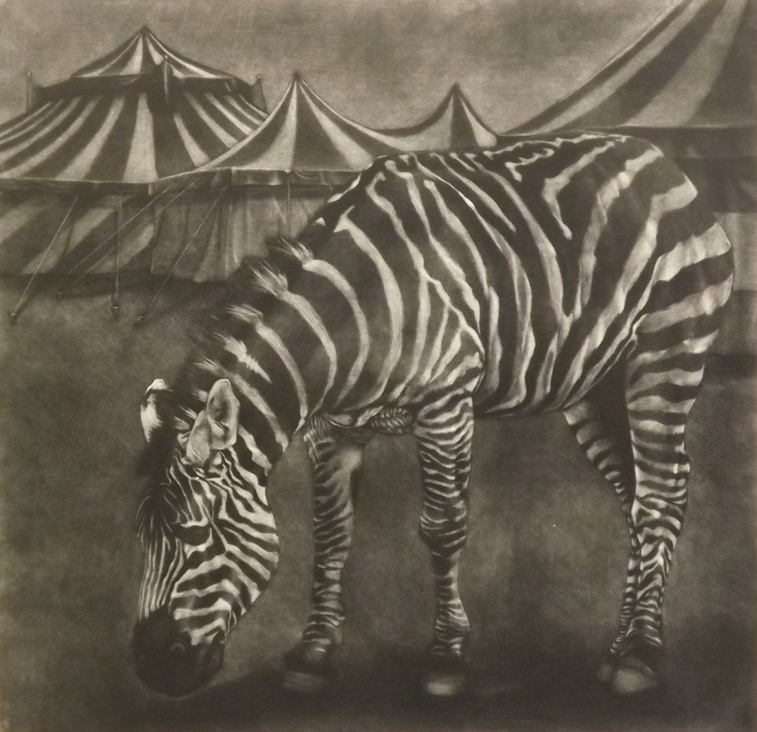 Aoife Layton's 'Habitat.' Black and white mezzotint of a zebra in front of striped circus tents.