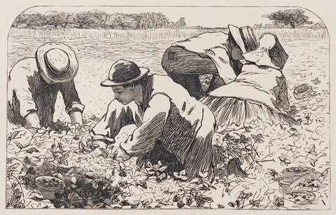 Winslow Homer's "The Straweberry Bed" is and image of four people in a field crouching down to pick strawberries.