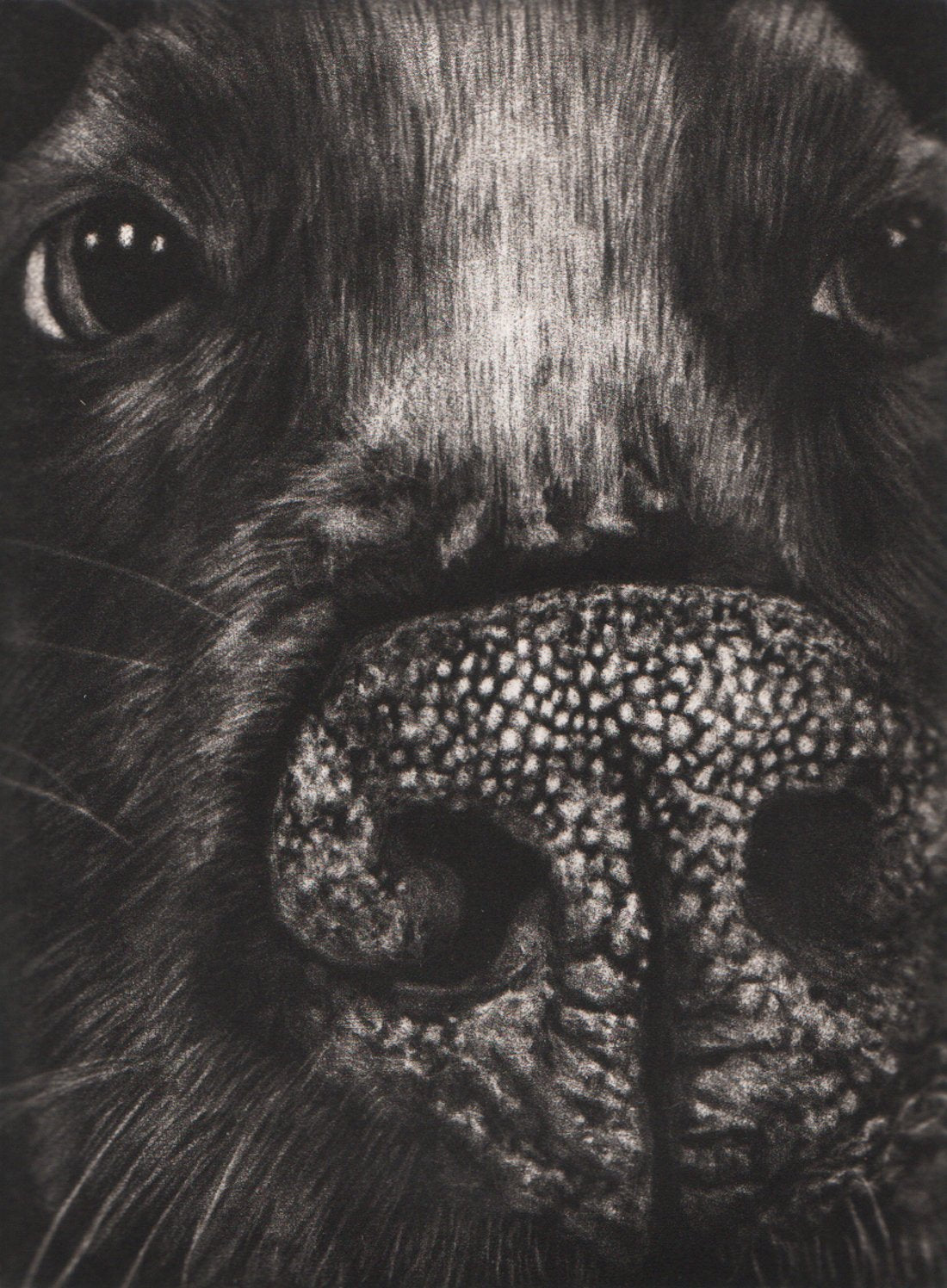 Kirstin Flaherty's 'Pit Bull Portrait.' Black and white mezzotint of a dog's nose and face.