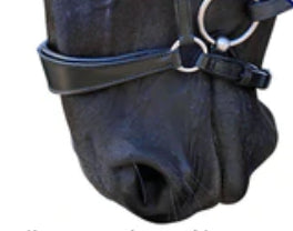 how to choose a drop noseband for your horse