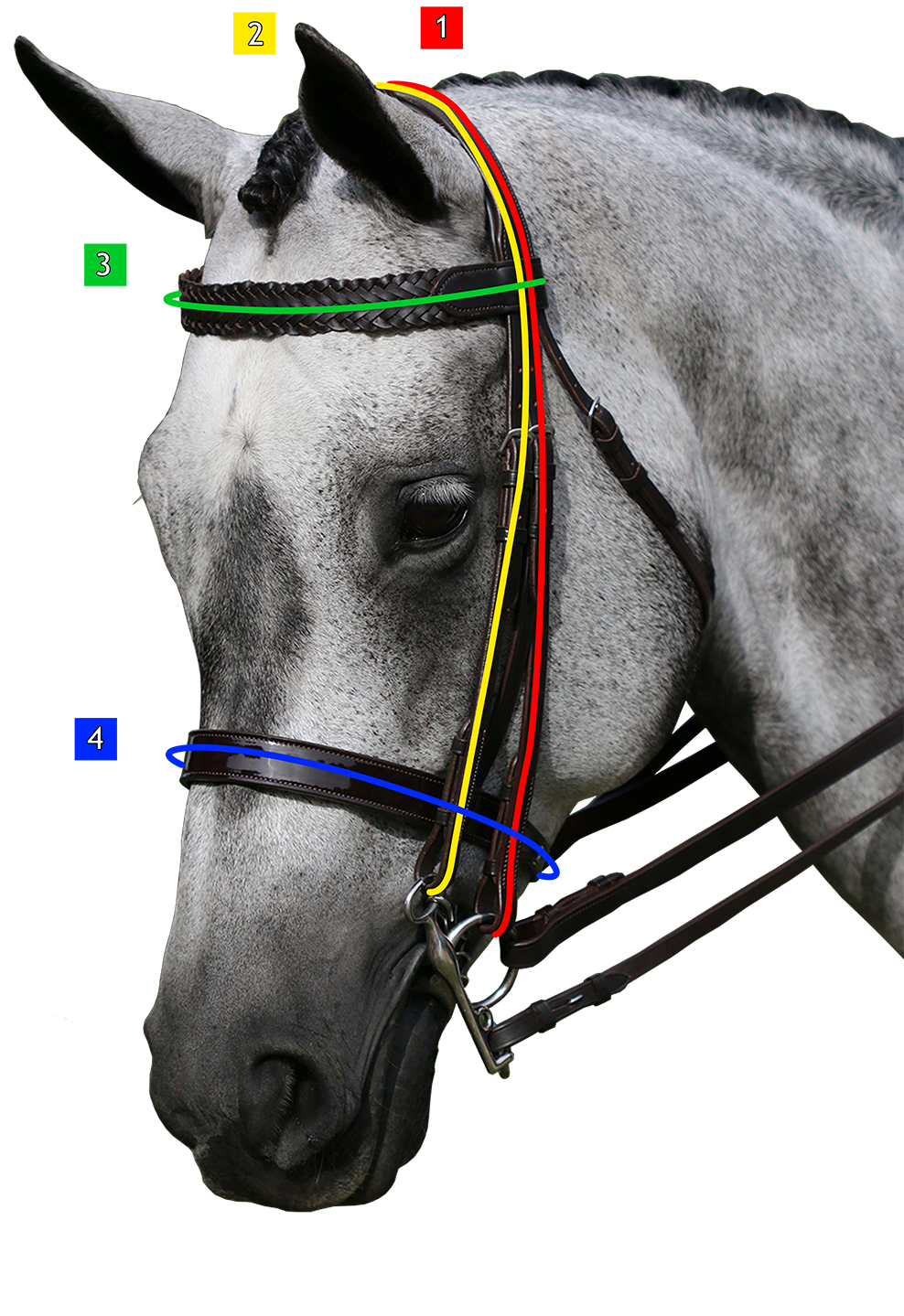 how to measure your horse for a double show bridle