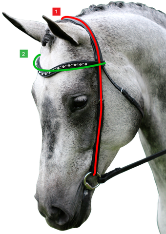 how to measure your horse for a nosebandless bridle