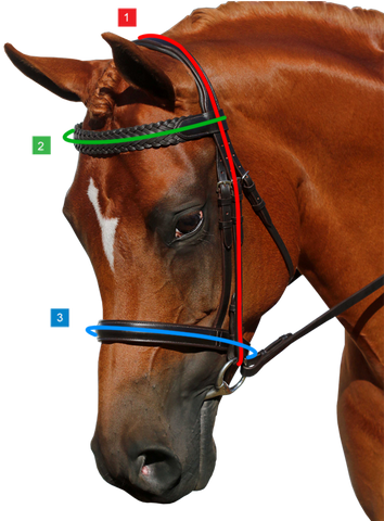how to measure your horse for a show snaffle bridle