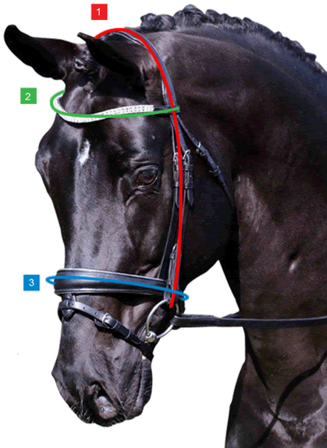 How to measure your horse for a snaffle bridle