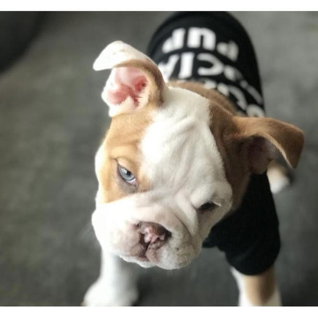 anti social social pup hoodie