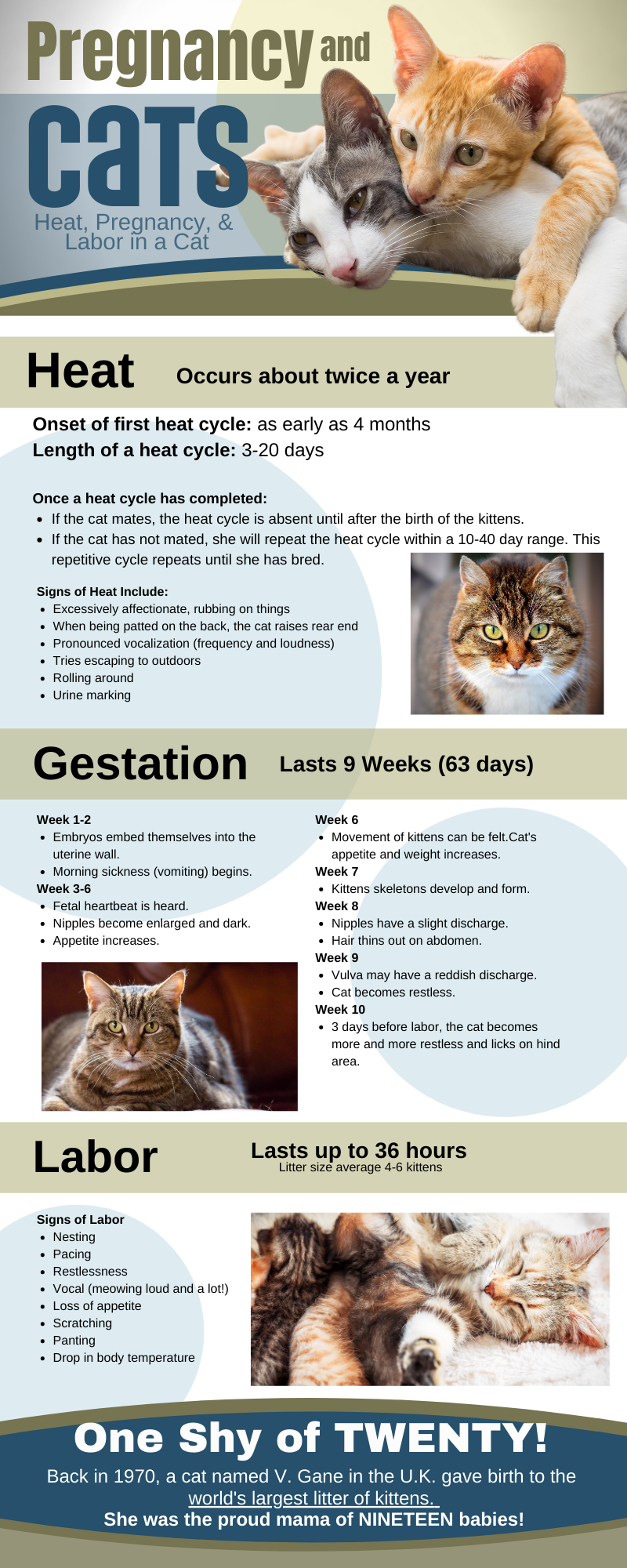 59++ Female cat gestation period Funniest Cats Ever