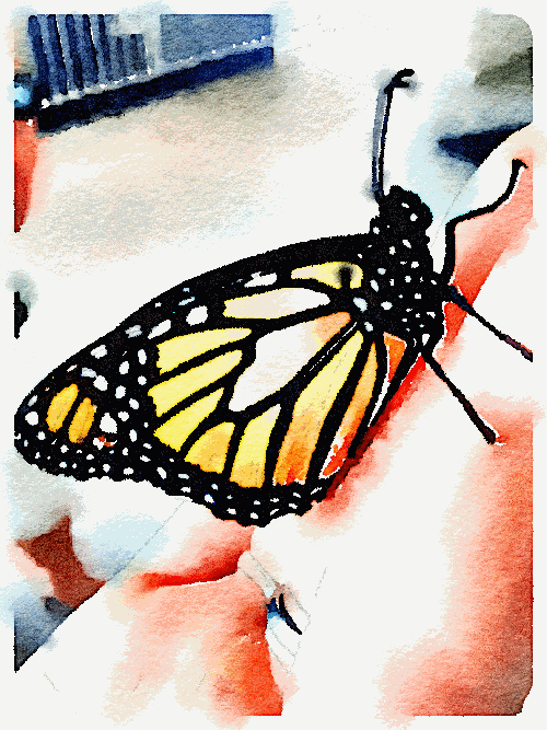 Monarch