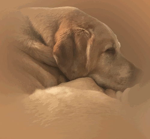 Yellow Lab 2