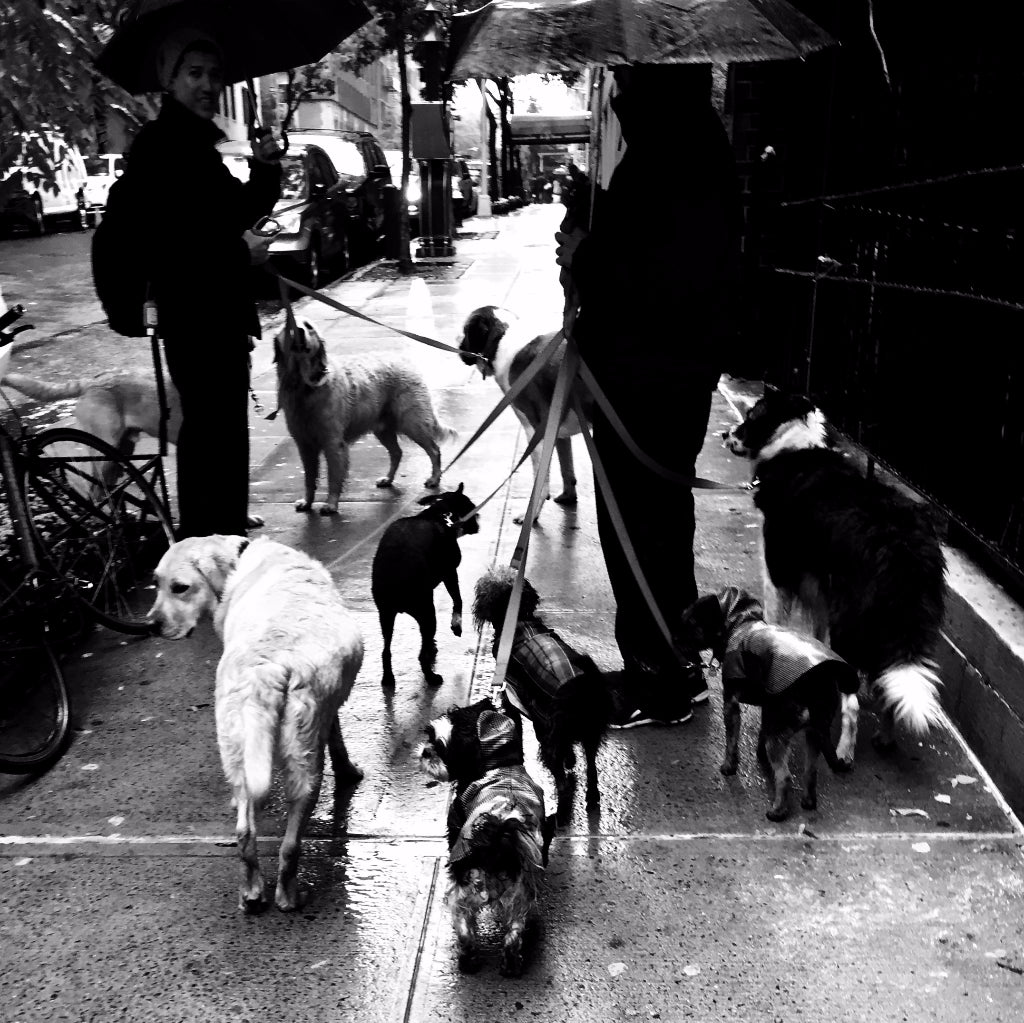 Dog Walkers NYC TEE