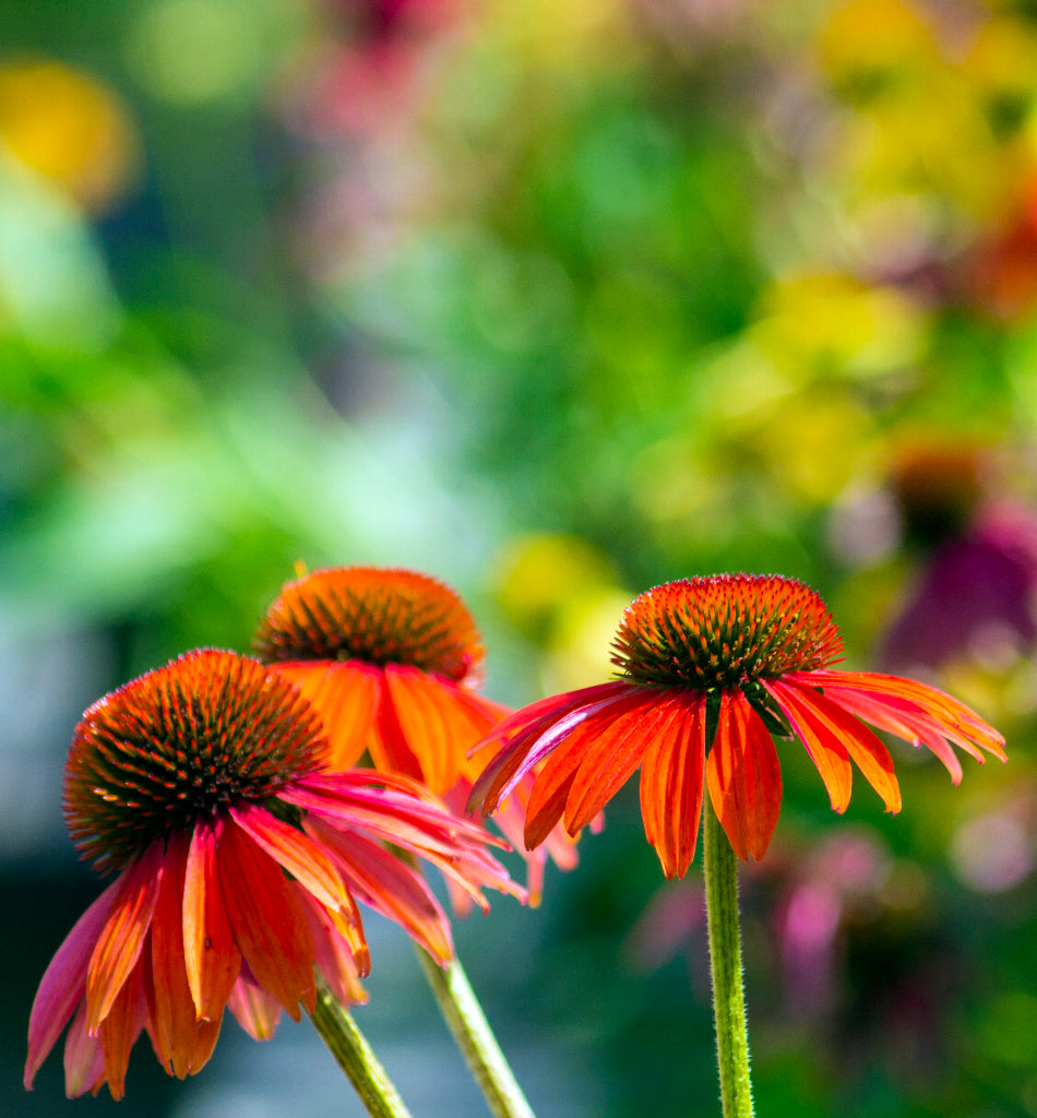 Colorful ConeFlowers