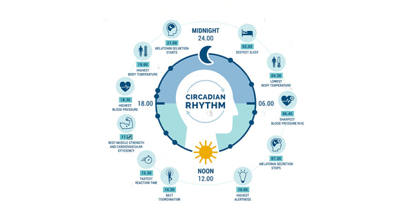  Disrupts Circadian Rhythm