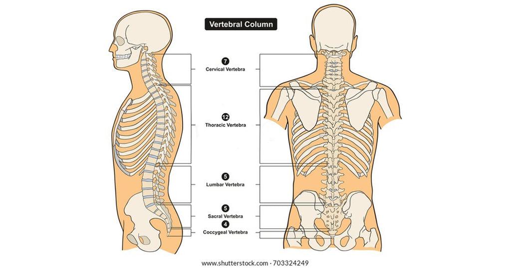 Basics of the vertebral column