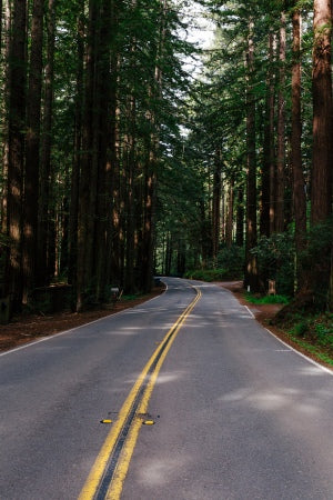 A road leading into a forest shows how businesses and nature combine this March is B-Corp Month