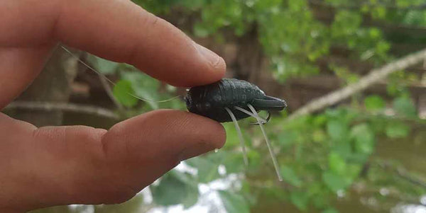 insecter de chez Reins