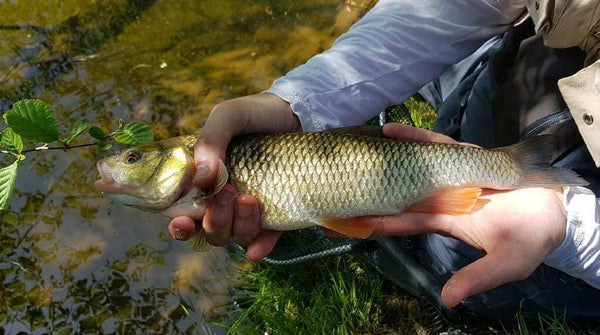 chevesne pris à l'insecte