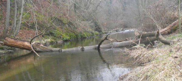 arbre tombé dans la rivière