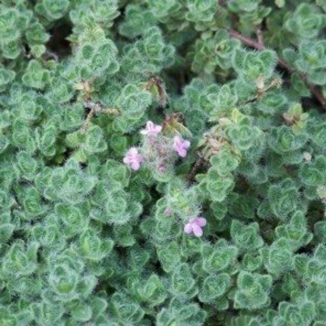 flowering thyme ground cover