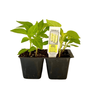 Cubanelle Pepper Plant 4.5” Pot – A&M Seasonal Corner