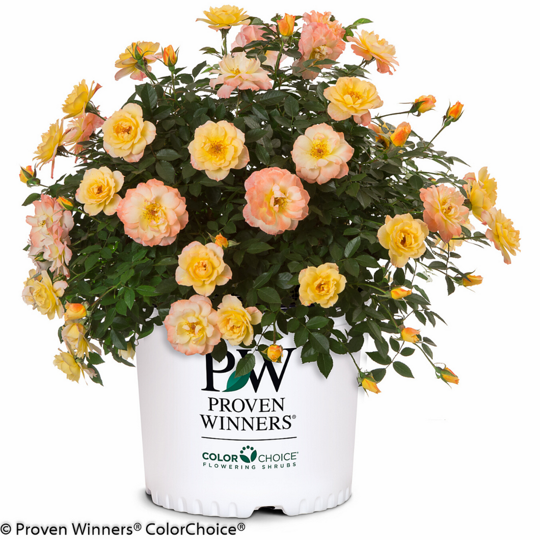 Proven Winners Rose Oso Easy Italian Ice A&M Seasonal Corner