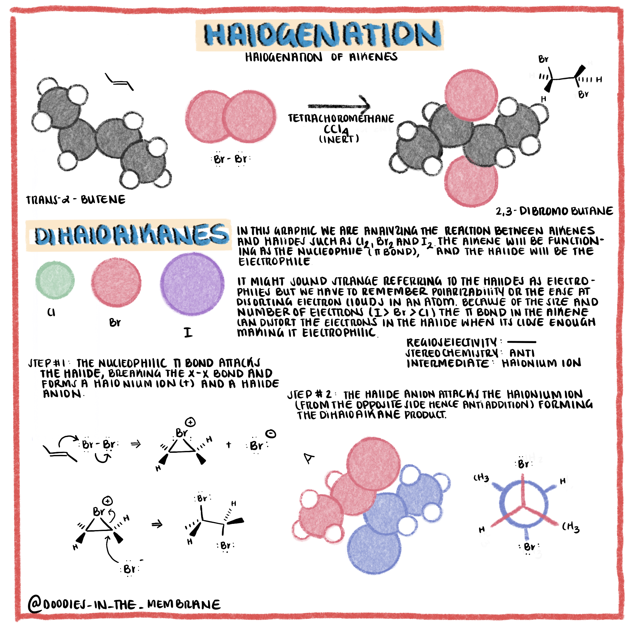 electrophilic-addition-of-alkenes-doodles-in-the-membrane