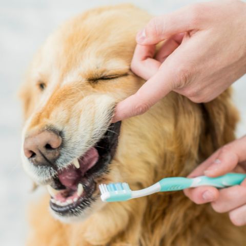 How Do I Brush My Dog’s Teeth?